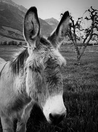 Close-up of a horse on field