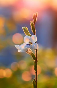 Close-up of purple flowering plant