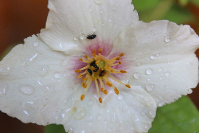 Close-up of wet white flower