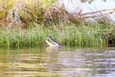 High angle view of gray heron in lake