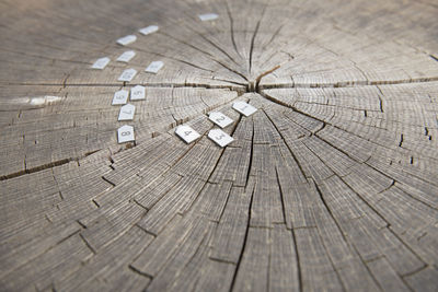 High angle view of tree stump