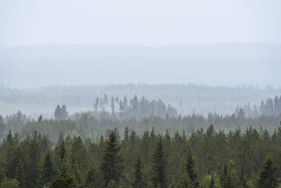 Trees on landscape against sky