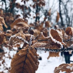 Close-up of frozen plant during winter