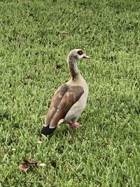 Bird in a field