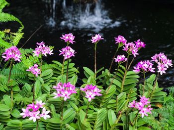 Pink flowers blooming outdoors