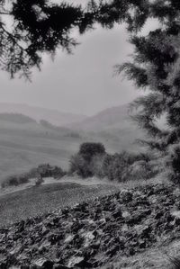 Scenic view of trees against sky
