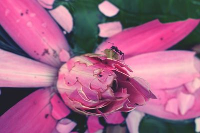 Close-up of insect on pink flower