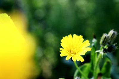 Close-up of yellow flower blooming outdoors