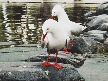 Close-up of swan in lake