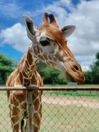 Low angle view of giraffe against sky