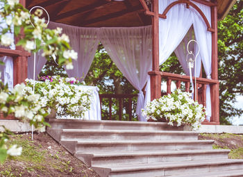 Potted plants on steps