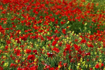 Close-up of red poppy flowers on field