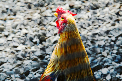 Close-up of a hen against blurred background