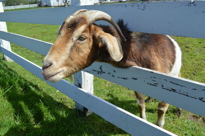 Close-up of sheep on grass