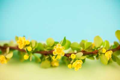 Close-up of yellow flowering plant against sky