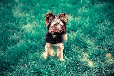 Portrait of puppy on grass