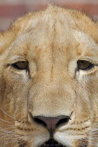 Close-up portrait of cat