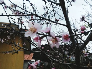 Low angle view of apple blossoms in spring