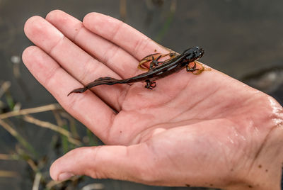 Close-up of insect on hand