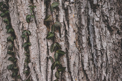 Close-up of ivy on tree trunk