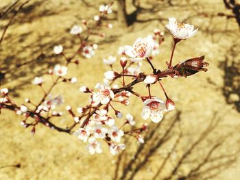 Close-up of cherry blossom tree