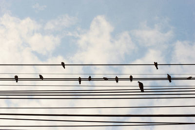 Low angle view of birds perching on power line