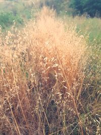 Close-up of stalks in field