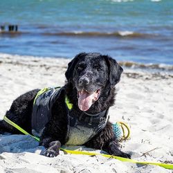 Dog lying on beach