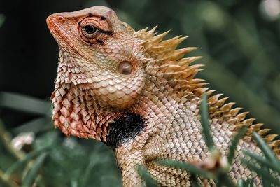 Close-up of a lizard