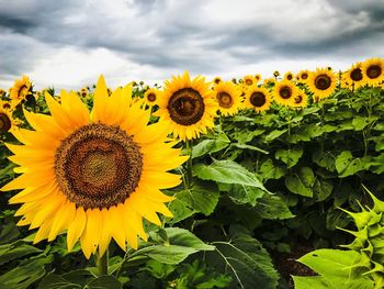 Close-up of yellow sunflower against sky