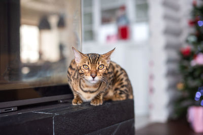 A bengali cat lies indoors and hunts