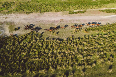 Aerial view of wild horses on field during sunset