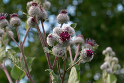 Close-up of thistle flowers