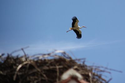 Low angle view of bird flying