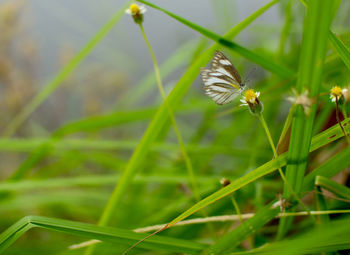 Close-up of butterfly pollinating flower