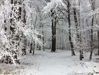 Close-up of trees during winter