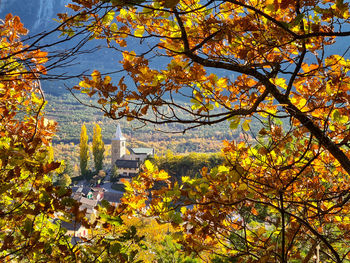 Trees and plants during autumn