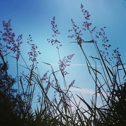 Low angle view of plants against blue sky