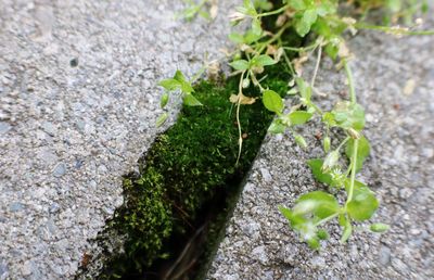 High angle view of plant growing on rock