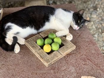 High angle view of cat relaxing in plate