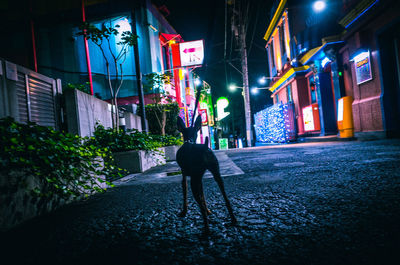 Man walking on street at night