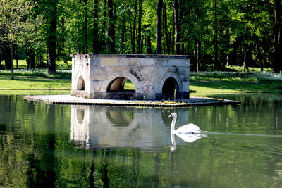 Side view of a swan with reflection in water