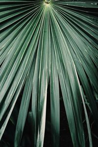 Full frame shot of plants