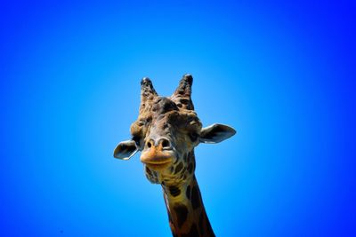 Close-up portrait of giraffe against blue sky