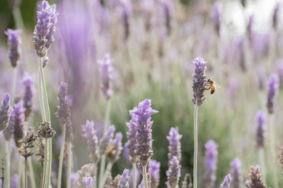 Close-up of insect on purple flower