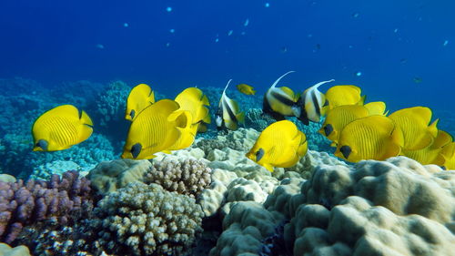 Masked butterflyfish. fish - a type of bone fish osteichthyes.