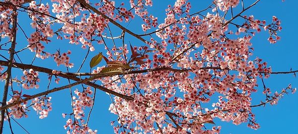 Low angle view of cherry blossoms against sky