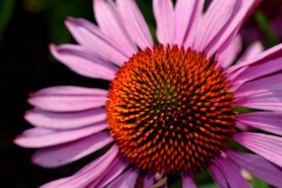 Close-up of pink flower