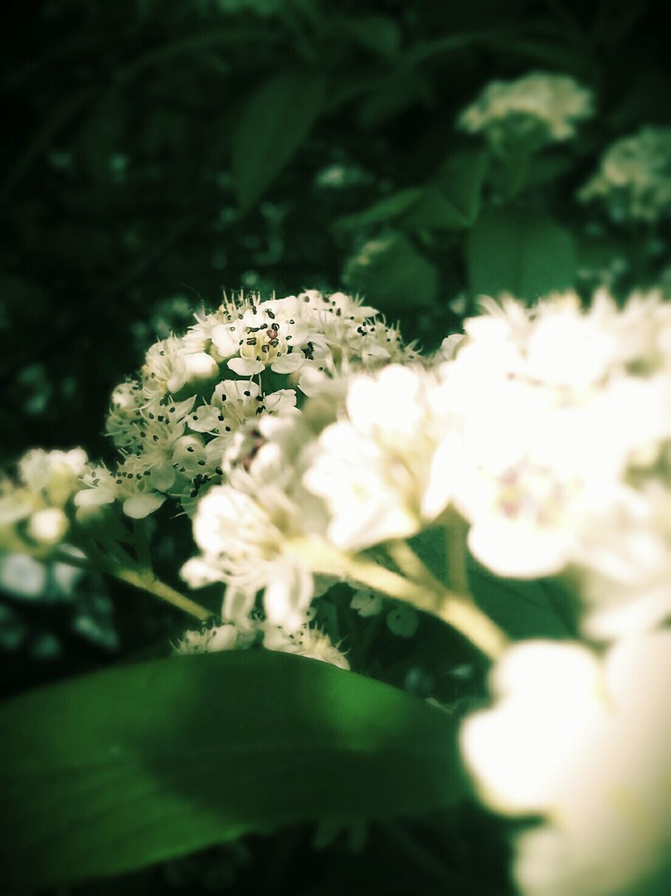 flower, freshness, growth, fragility, petal, white color, blooming, focus on foreground, beauty in nature, flower head, close-up, nature, plant, in bloom, leaf, selective focus, blossom, park - man made space, outdoors, springtime