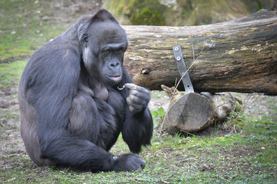 Monkey sitting in a field